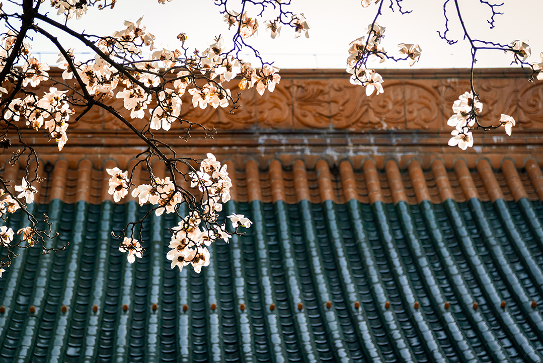 新品鉴赏｜美丽「白玉澜系列」绽于春